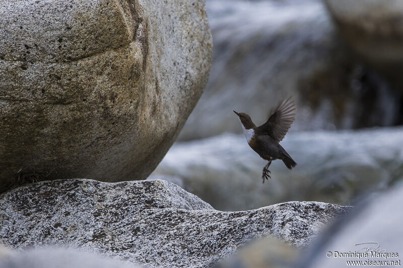 White-throated Dipper, Flight