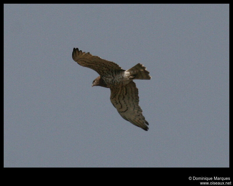 Circaète Jean-le-Blancadulte, identification