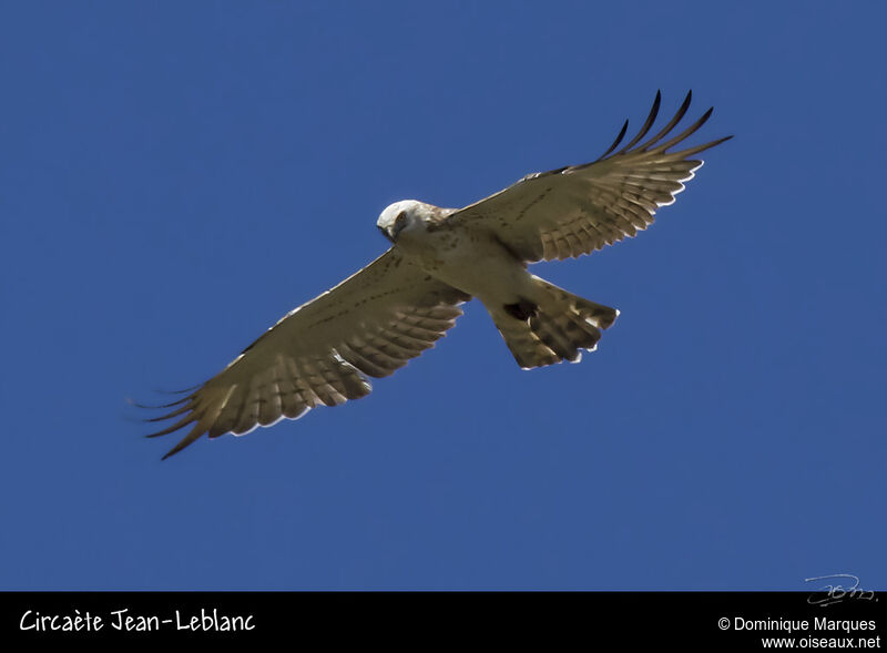 Circaète Jean-le-Blancadulte, identification