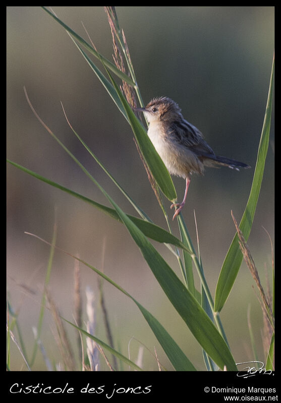 Zitting Cisticolaadult, identification