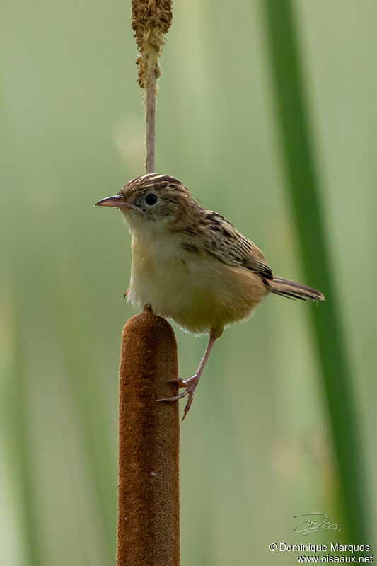 Zitting Cisticolaadult, identification