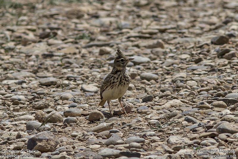 Thekla's Larkadult, identification