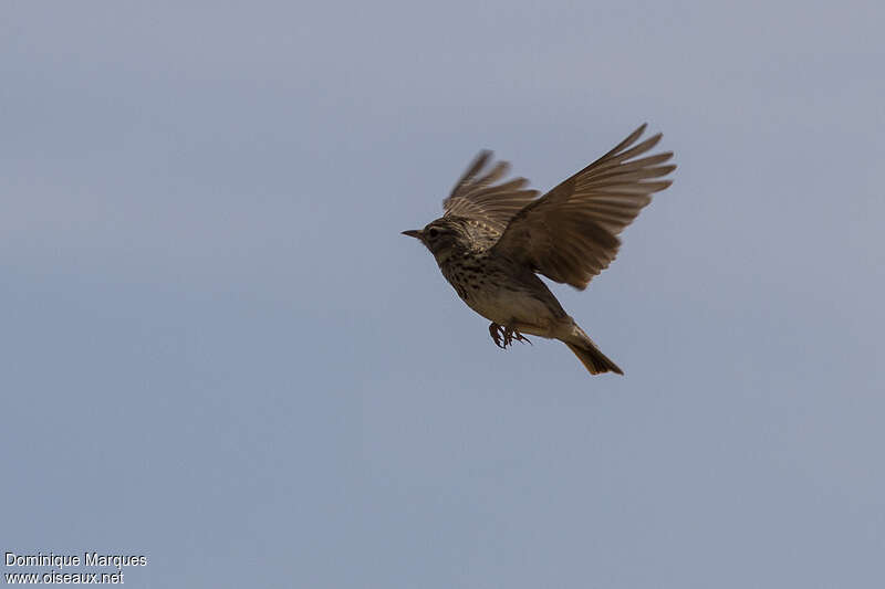 Thekla's Larkadult, Flight