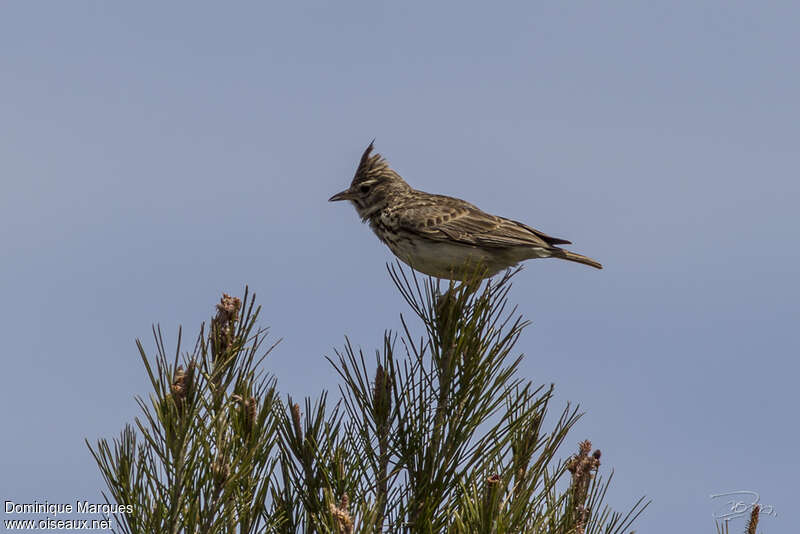 Thekla's Larkadult, pigmentation, Behaviour