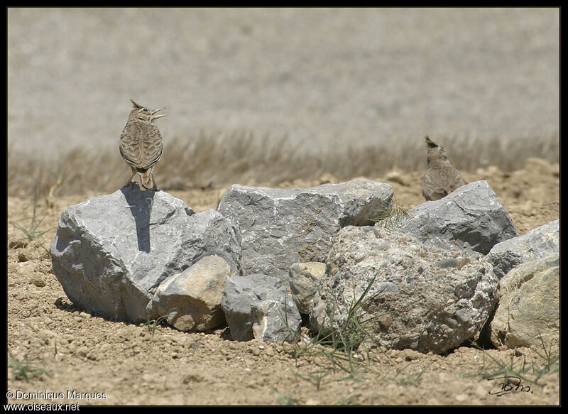 Cochevis huppéadulte