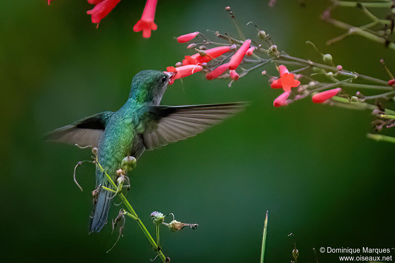 Colibri huppé femelle adulte