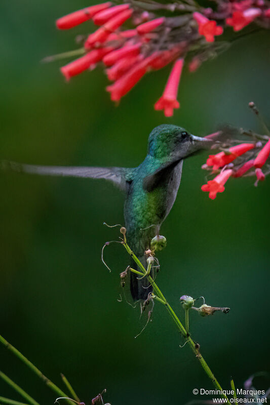 Antillean Crested Hummingbird female adult, identification