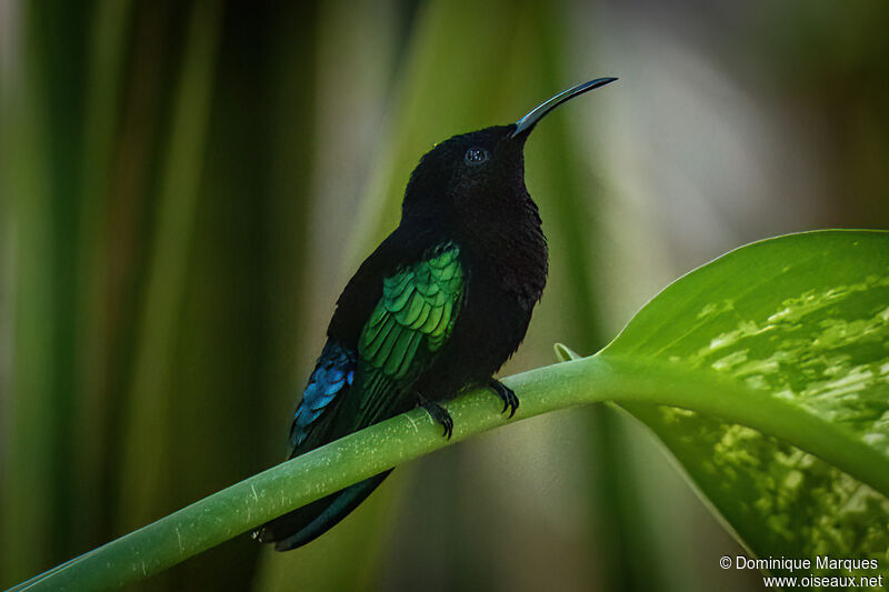 Purple-throated Caribadult, identification