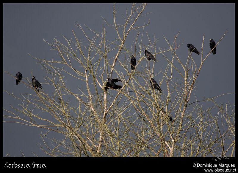 Corbeau freux, identification, Comportement