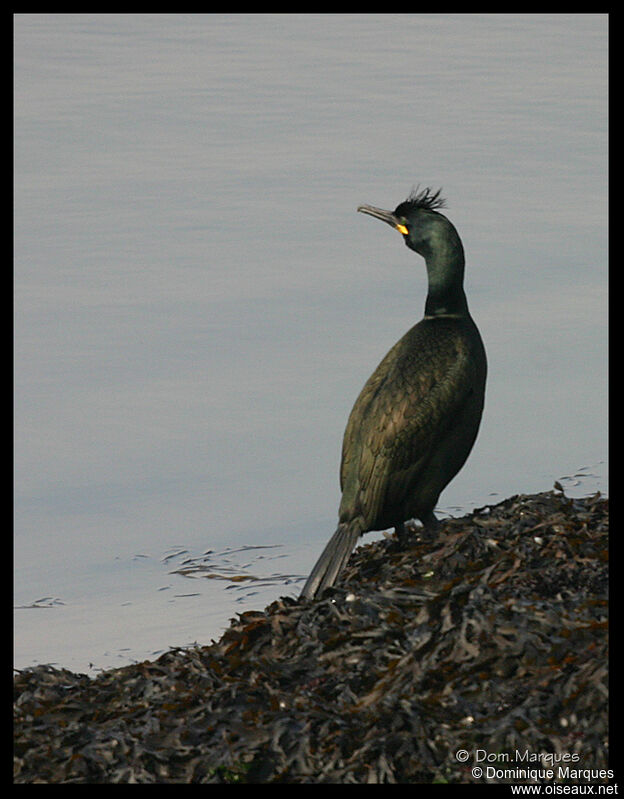 European Shagadult breeding, identification