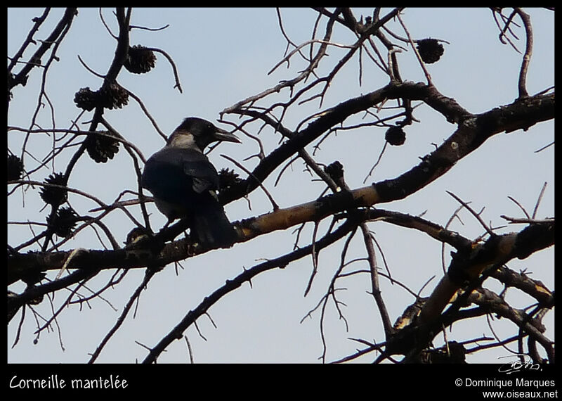 Corneille manteléeadulte, identification