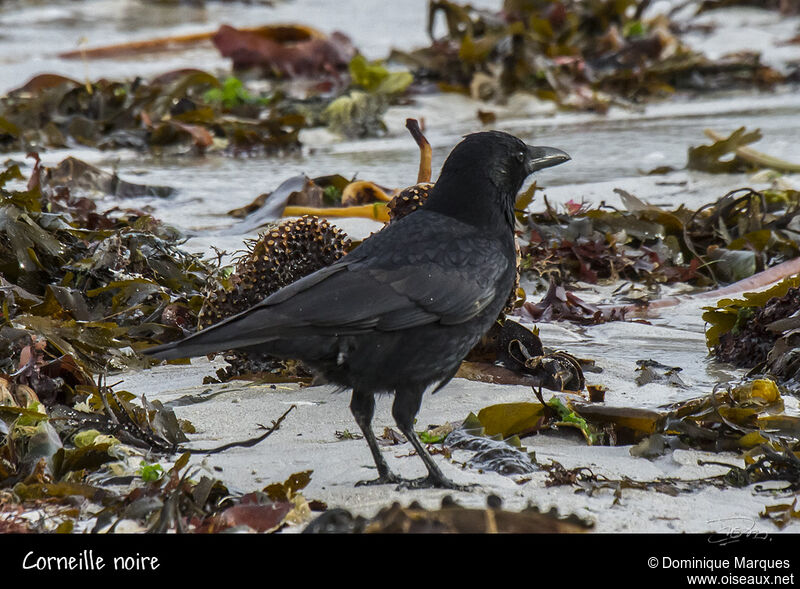 Carrion Crowadult, identification, Behaviour