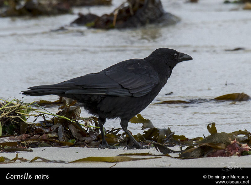 Carrion Crowadult, identification, Behaviour