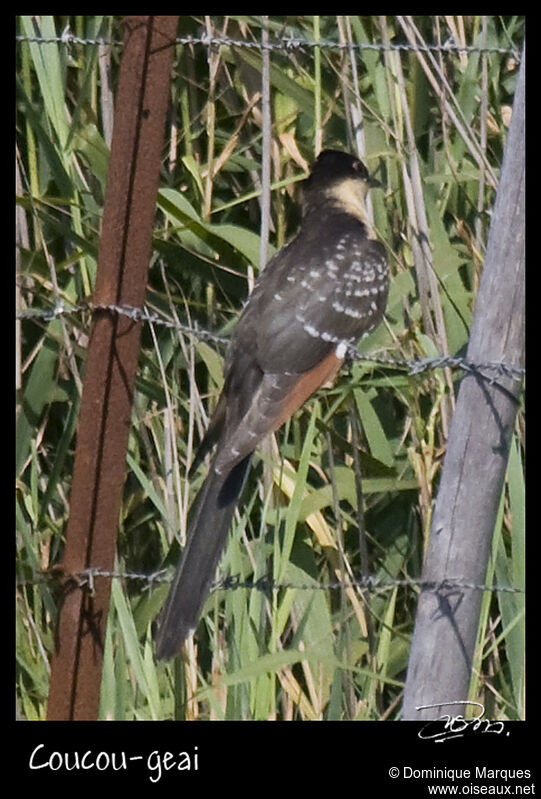 Coucou geaijuvénile, identification