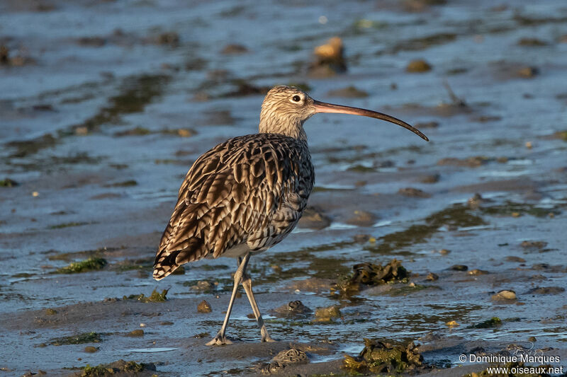 Eurasian Curlewadult, identification