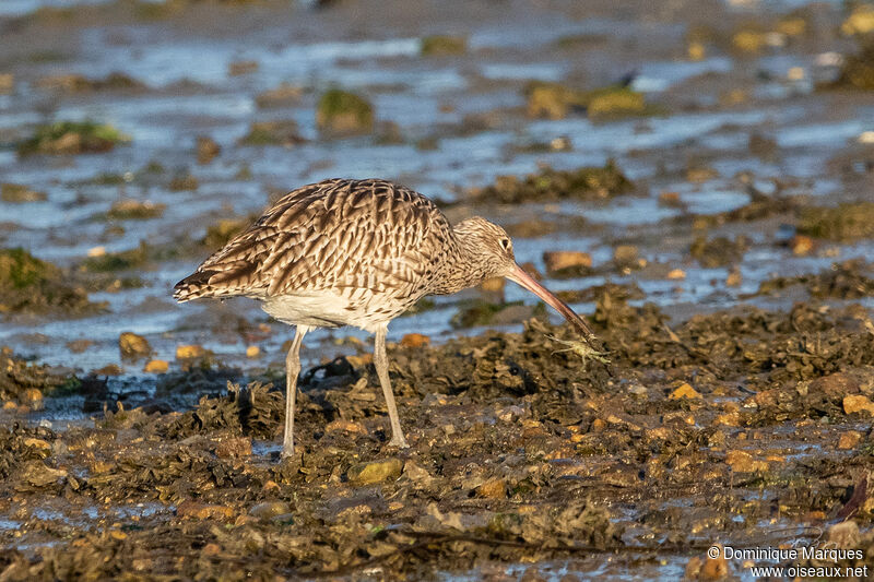 Eurasian Curlewadult, fishing/hunting, eats