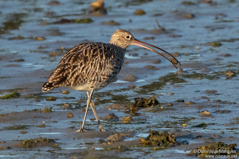 Eurasian Curlewadult, fishing/hunting, eats