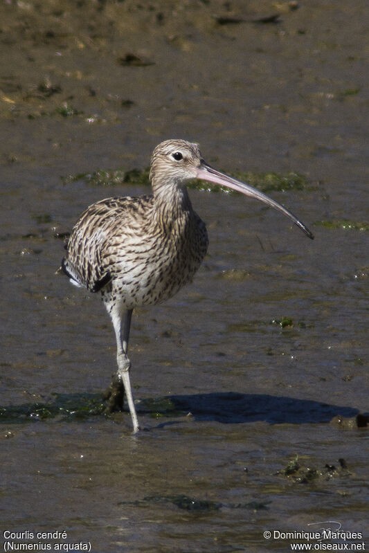 Eurasian Curlewadult, identification