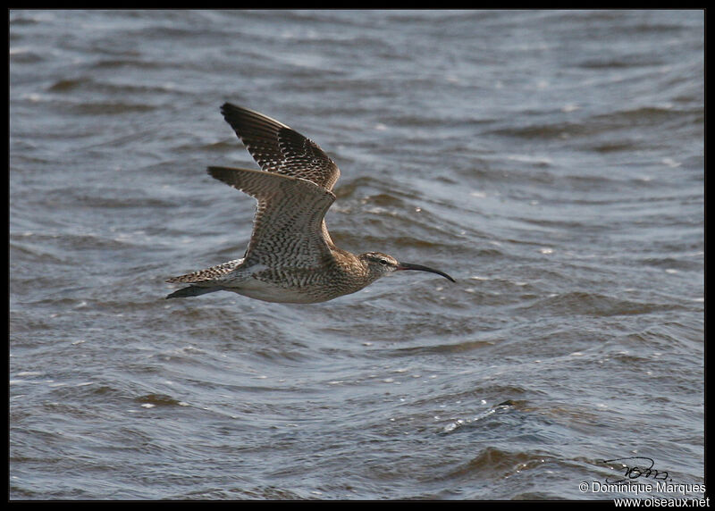 Eurasian Whimbrel