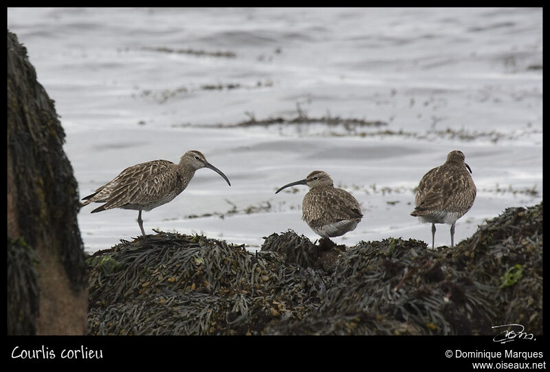 Eurasian Whimbreladult, identification