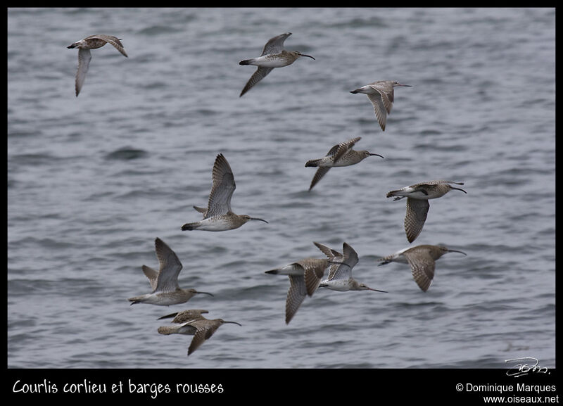 Eurasian Whimbreladult, Flight