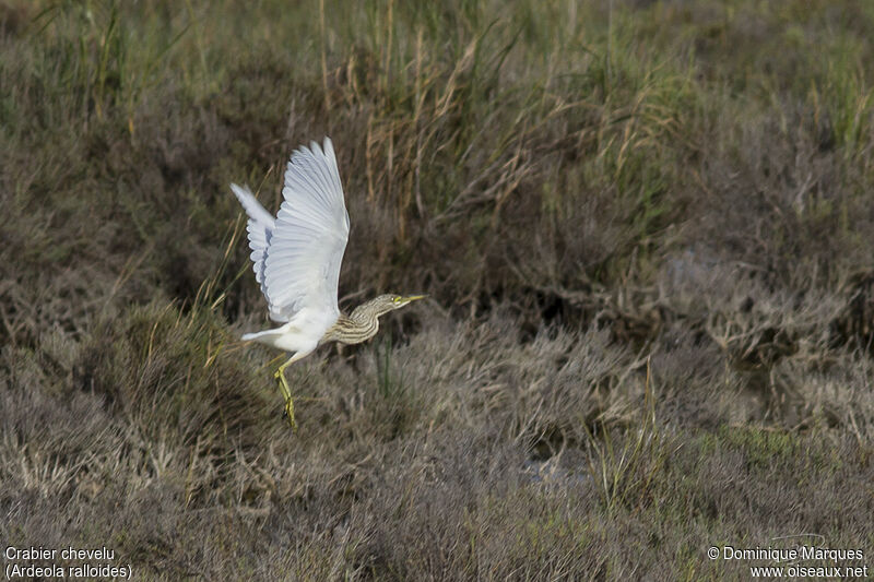 Squacco Heronadult, identification