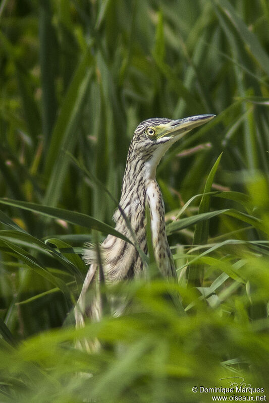 Crabier chevelu1ère année, portrait