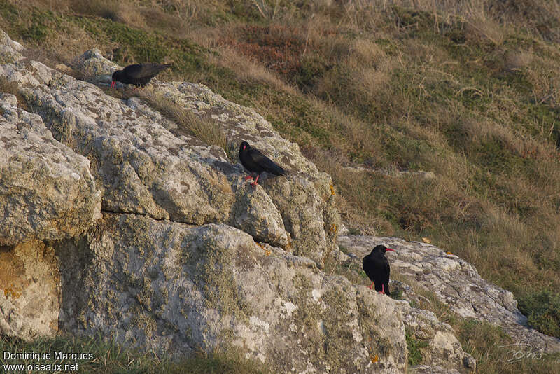 Red-billed Choughadult, habitat