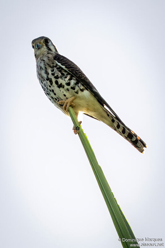 Crécerelle d'Amériqueadulte, identification