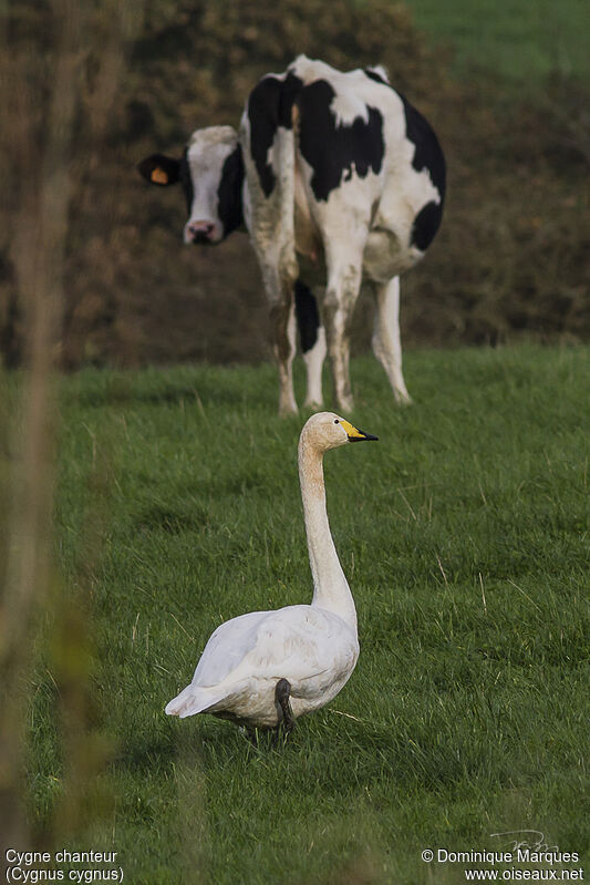 Cygne chanteuradulte, identification