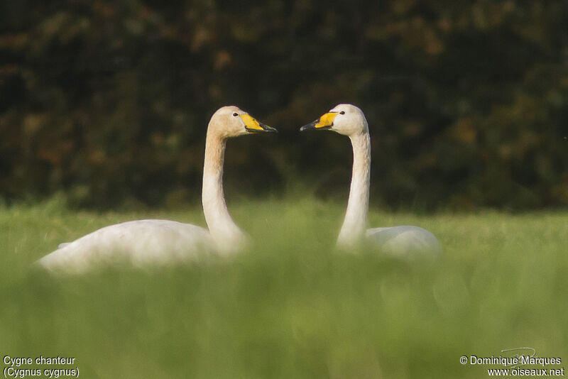 Cygne chanteur adulte, identification