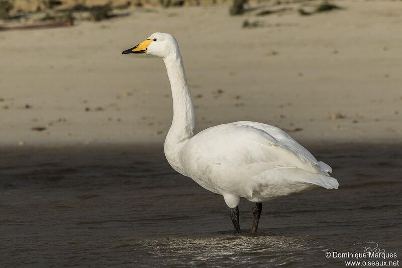 Whooper Swanadult, identification