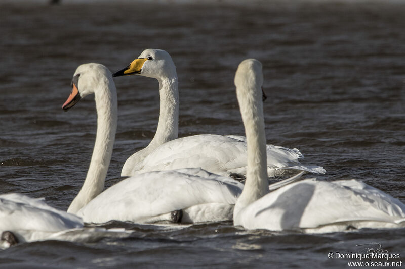 Whooper Swanadult, identification