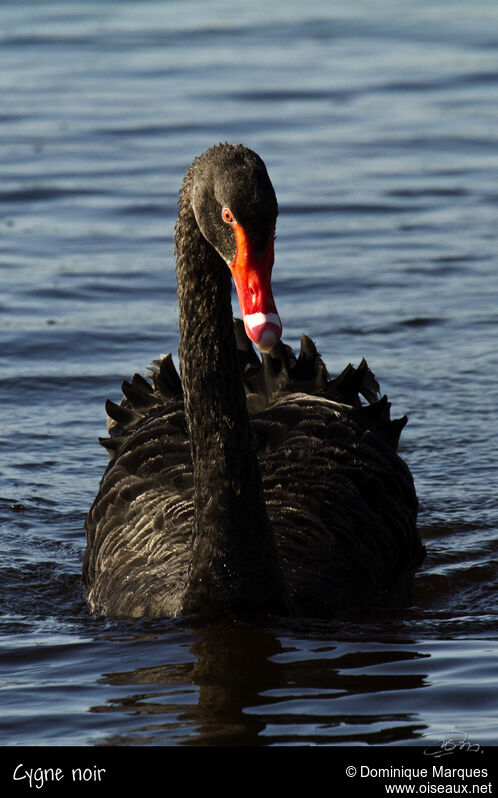 Cygne noiradulte, identification