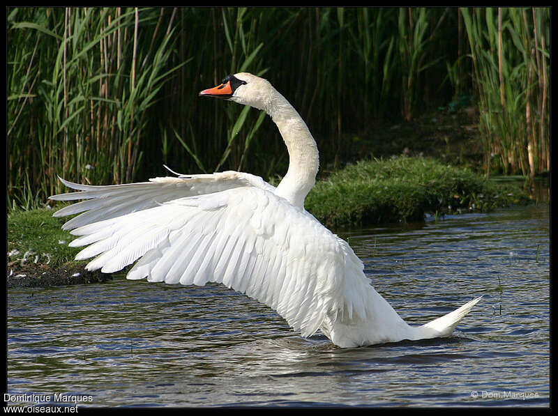 Cygne tuberculé, Comportement