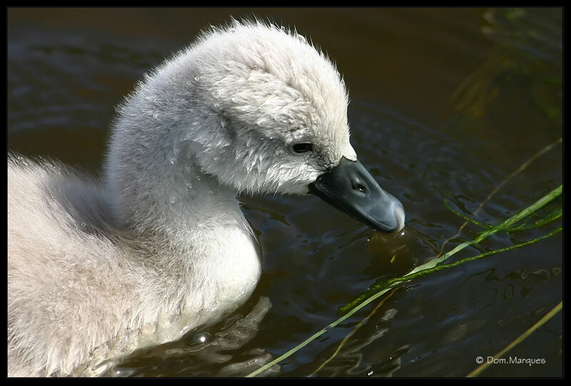 Cygne tuberculéjuvénile