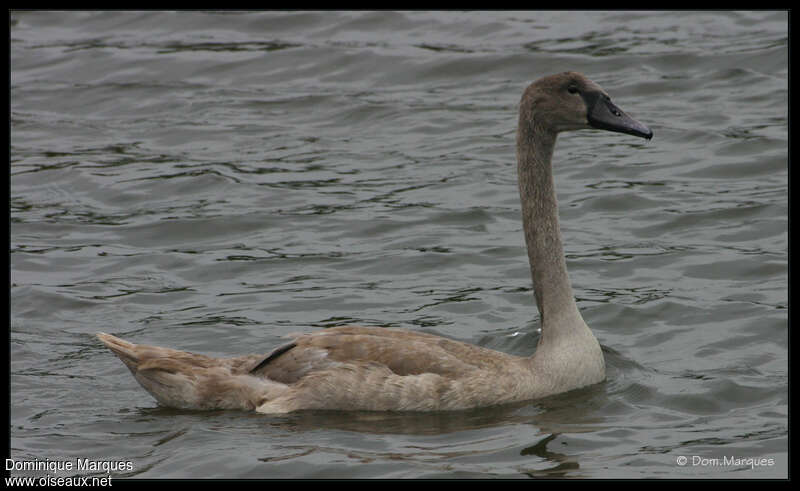 Mute Swanjuvenile, identification