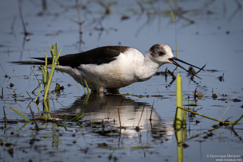 Échasse blancheadulte, identification, mange