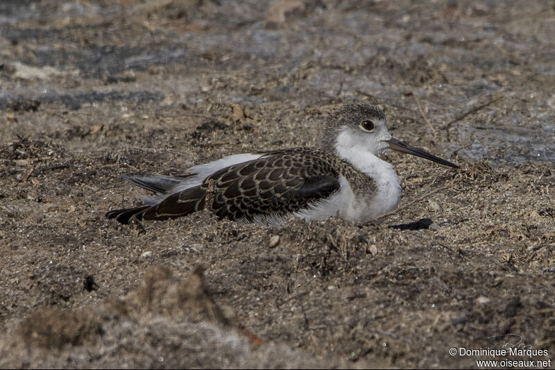 Échasse blanchejuvénile, identification