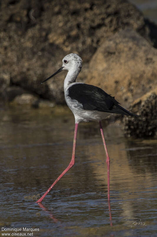 Black-winged Stiltadult, identification