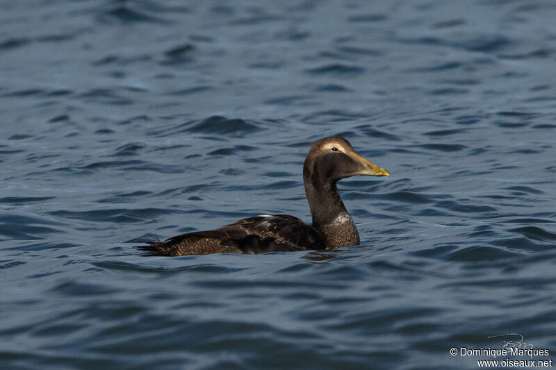 Eider à duvet mâle subadulte internuptial, identification, nage