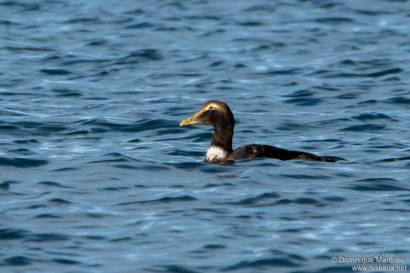 Common Eider male subadult post breeding, identification, swimming