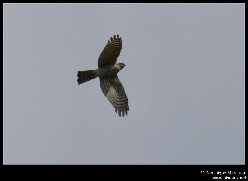 Eurasian Sparrowhawk male adult, identification