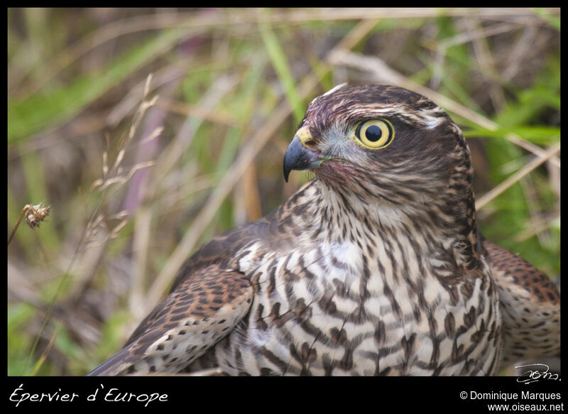 Eurasian Sparrowhawk female adult, identification