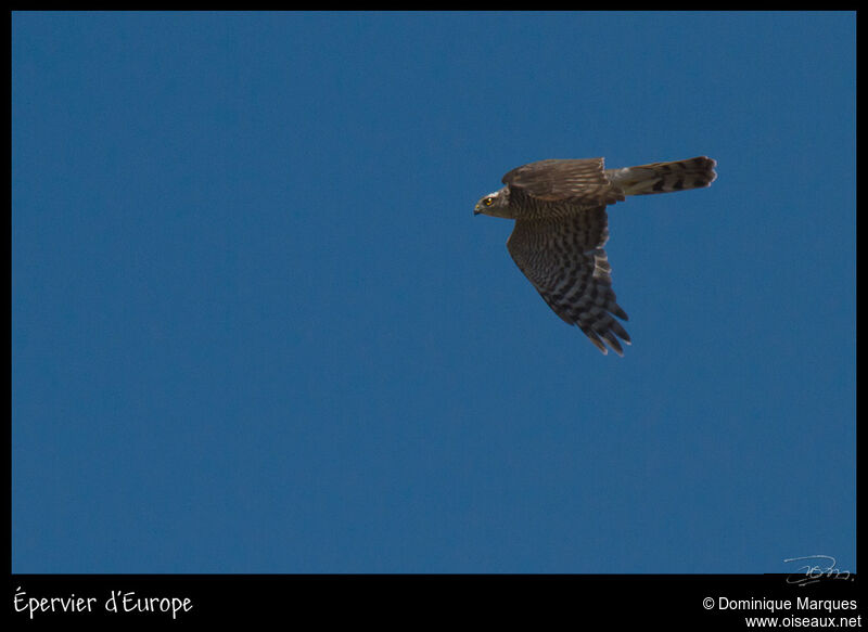 Eurasian Sparrowhawkadult, identification