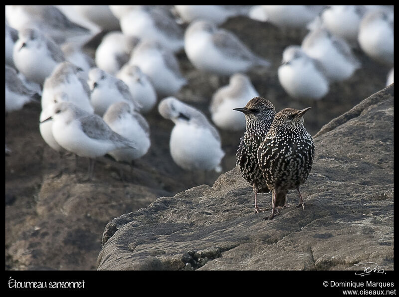 Common Starling, identification