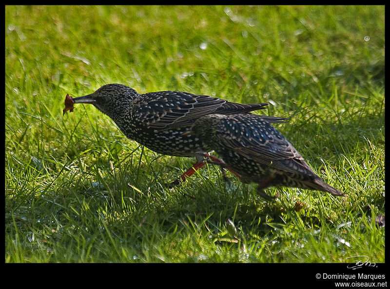 Common Starlingadult, identification, Behaviour