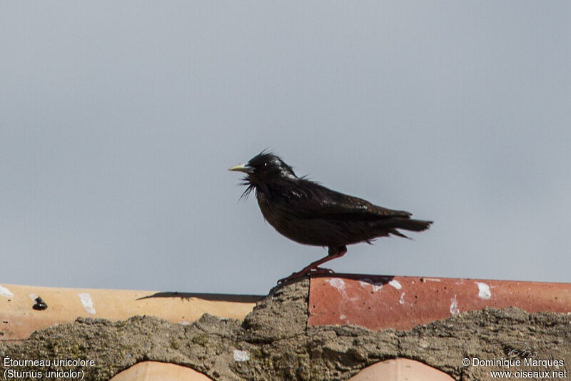 Étourneau unicoloreadulte, identification