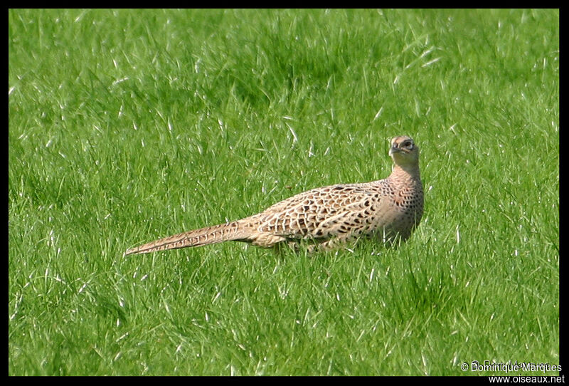 Common Pheasant female adult breeding, identification