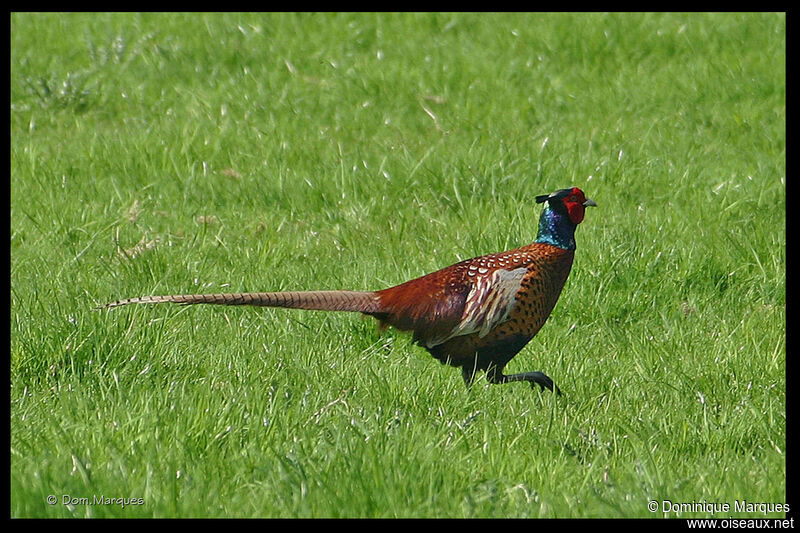 Common Pheasant male adult breeding, identification